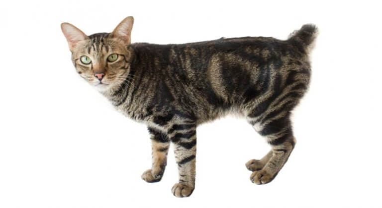 american-bobtail