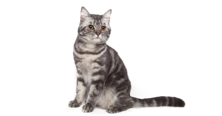 american-shorthair