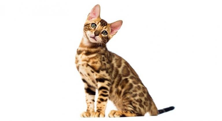 bengal-cat