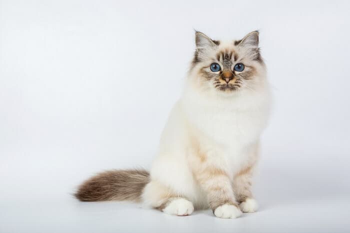 birman