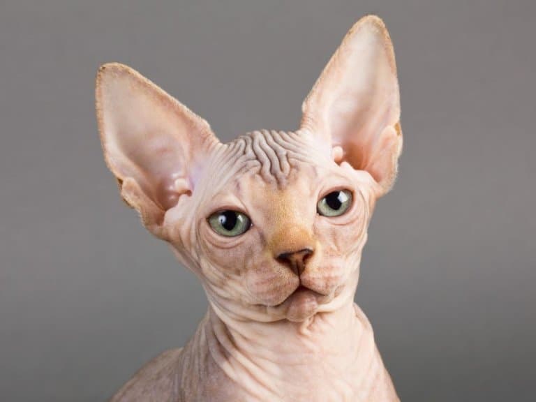 sphynx