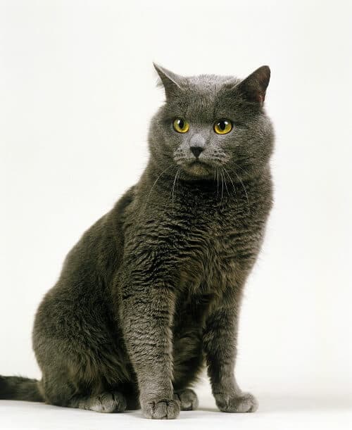 chartreux