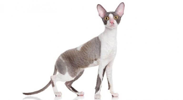 cornish-rex