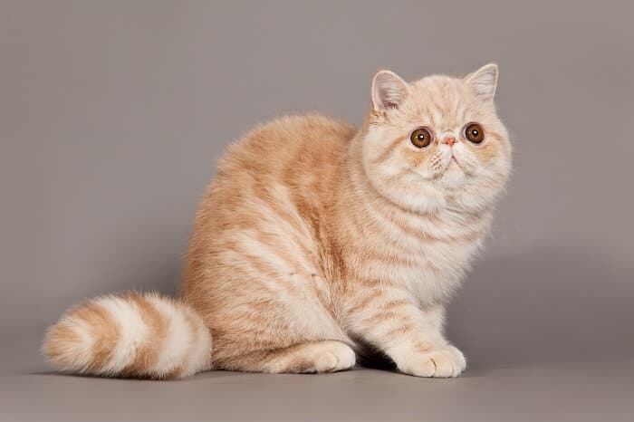 exotic-shorthair