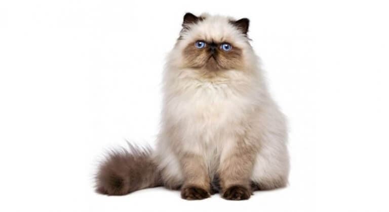 himalayan-cat