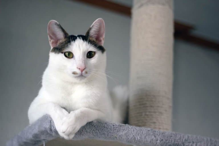 japanese-bobtail