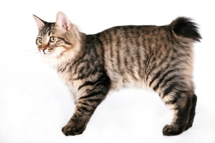 kurilian-bobtail