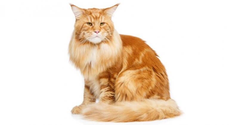 maine-coon