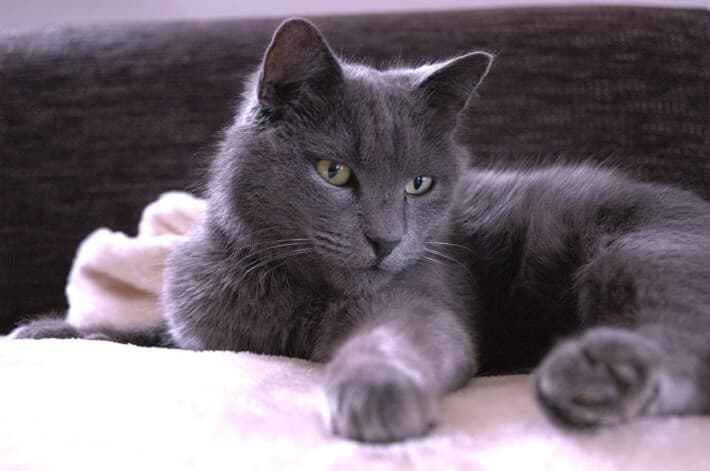 nebelung