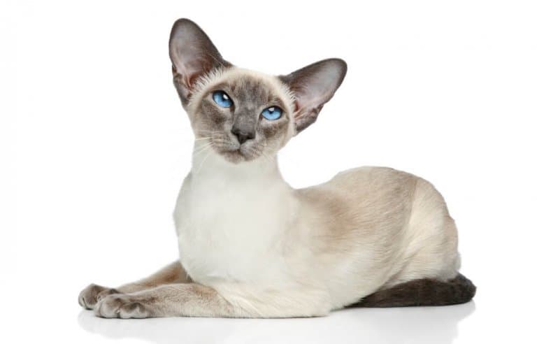 siamese