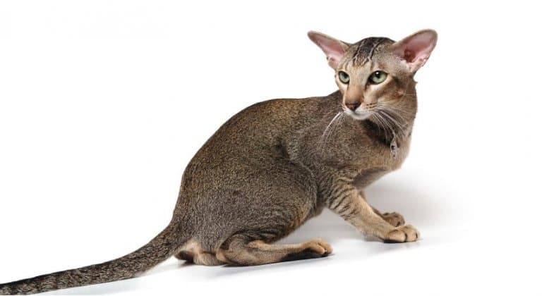 oriental-shorthair