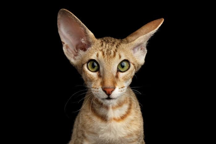 peterbald