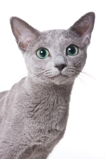 russian-blue