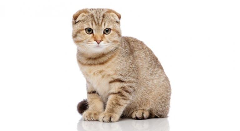 scottish-fold