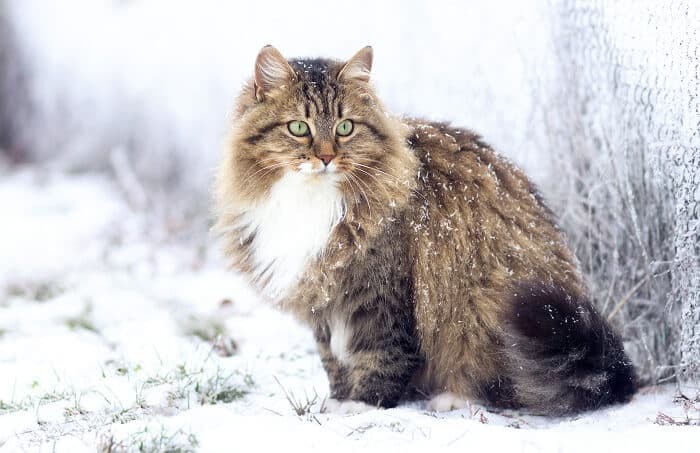 siberian-cat