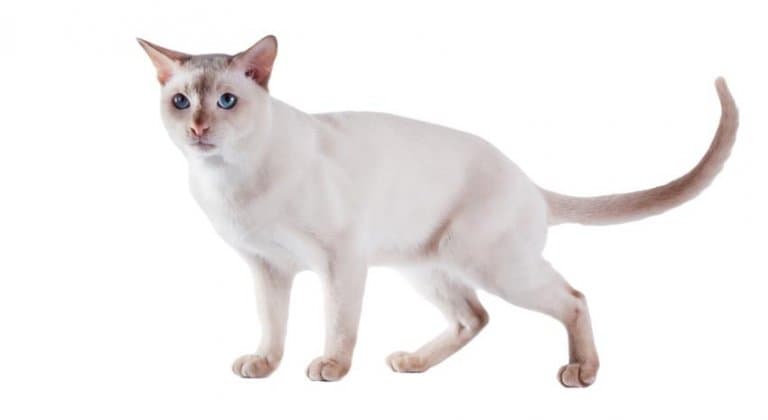 tonkinese