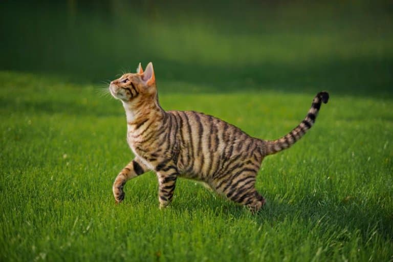 toyger