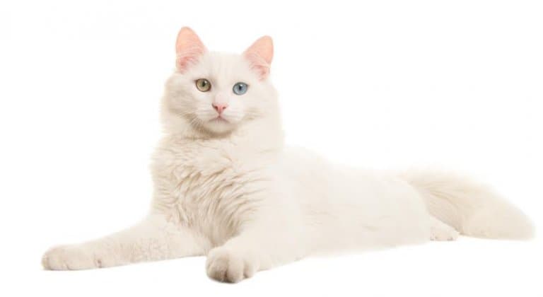 turkish-angora