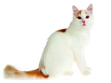 turkish-van