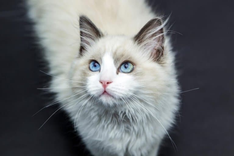 ragdoll