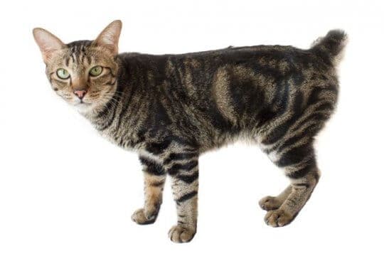 american-bobtail