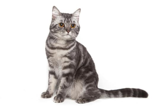 american-shorthair