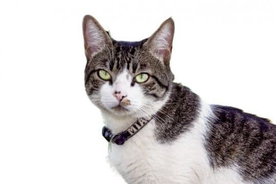 american-wirehair