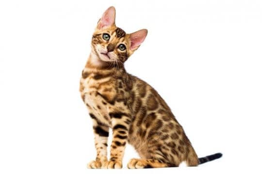 bengal-cat