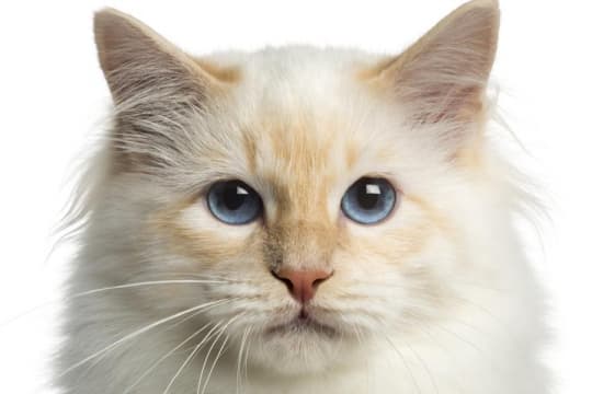 birman