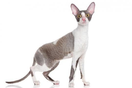 cornish-rex