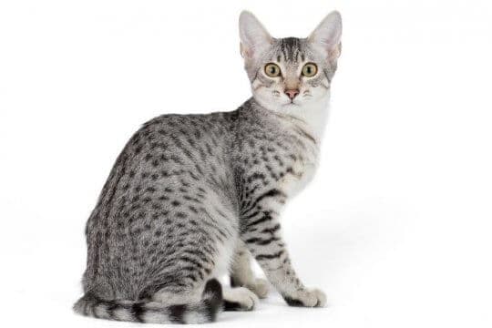 egyptian-mau