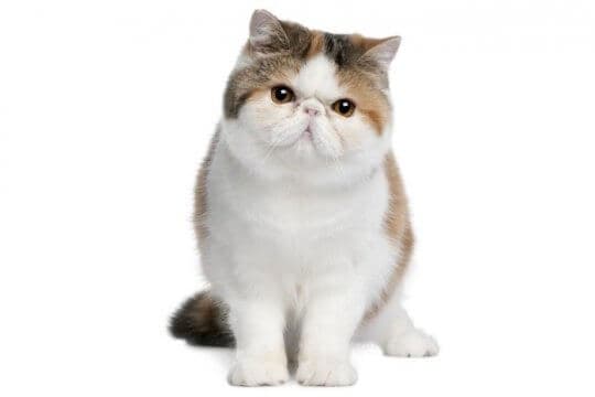 exotic-shorthair