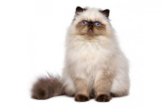 himalayan-cat