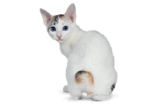 japanese-bobtail