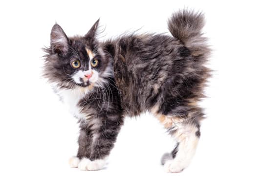 kurilian-bobtail