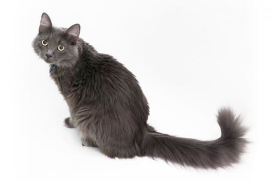 nebelung