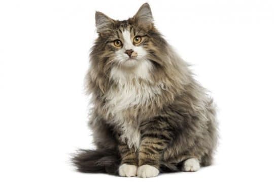 norwegian-forest-cat