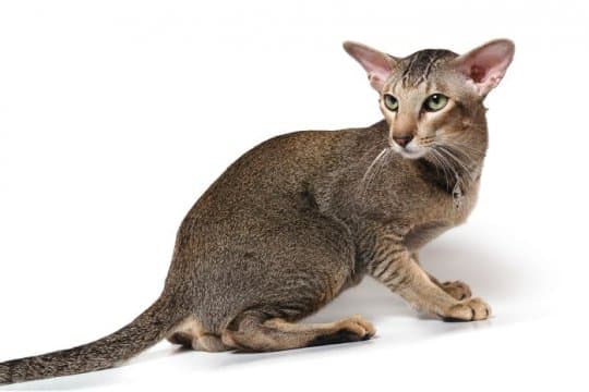 oriental-shorthair