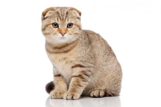 scottish-fold