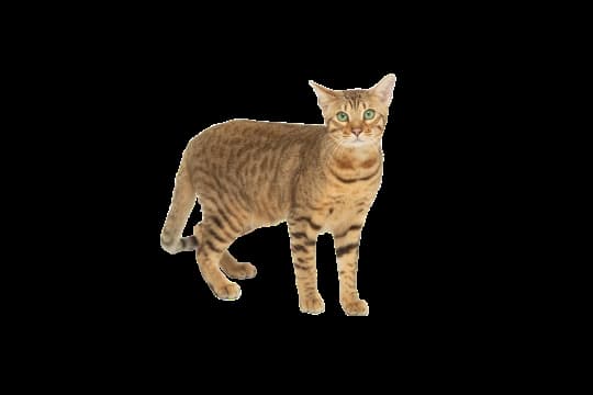 serengeti-cat