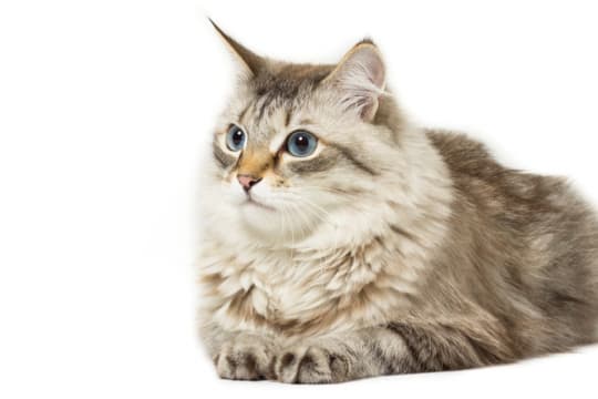 siberian-cat