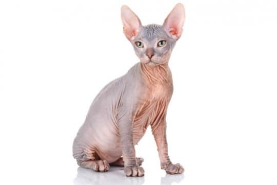 sphynx