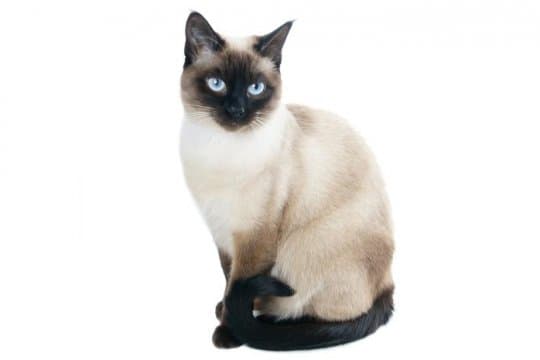 thai-old-style-siamese