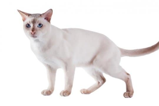 tonkinese