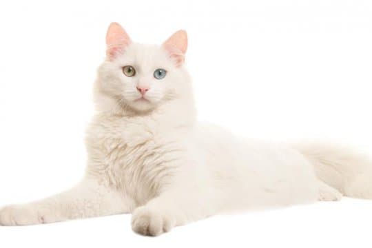 turkish-angora