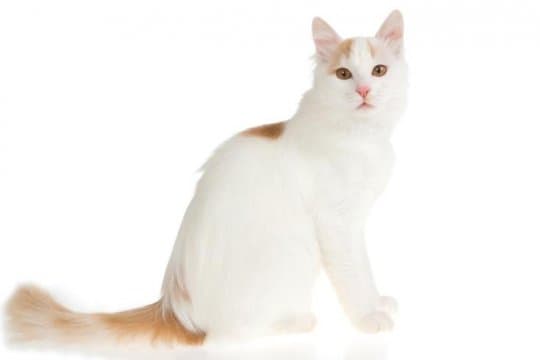 turkish-van